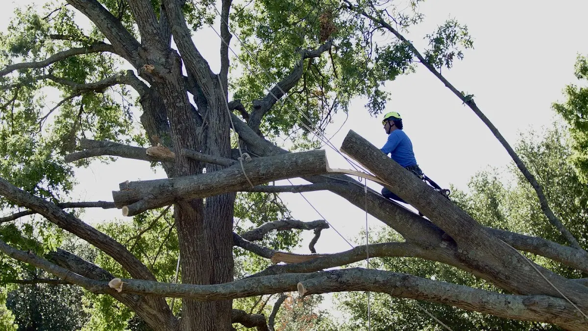 Professional Crown Thinning performed by certified arborists in Dubuque